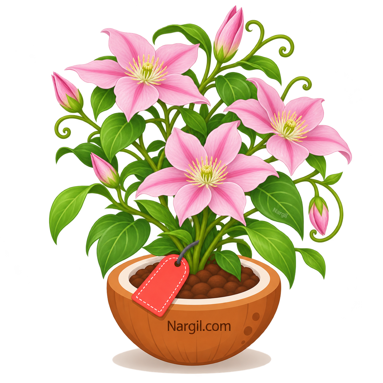 Nargil_Clematis viticella